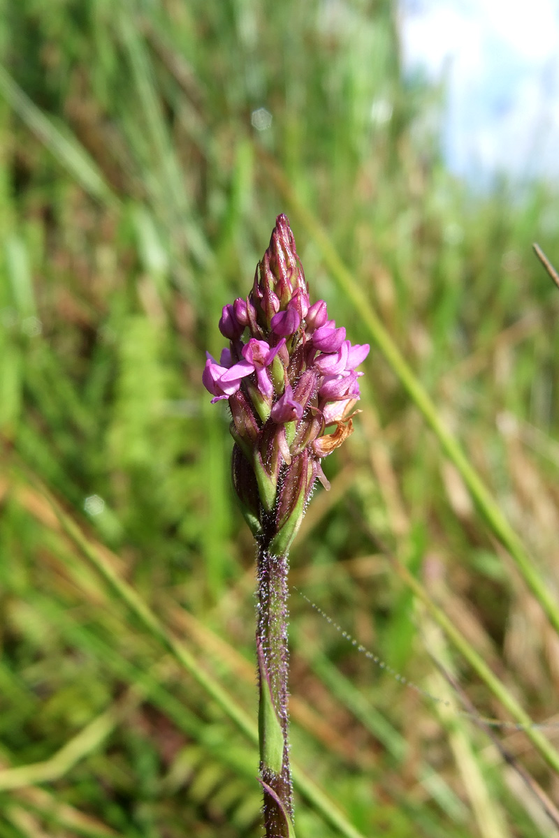 Cynorkis anacamptoides