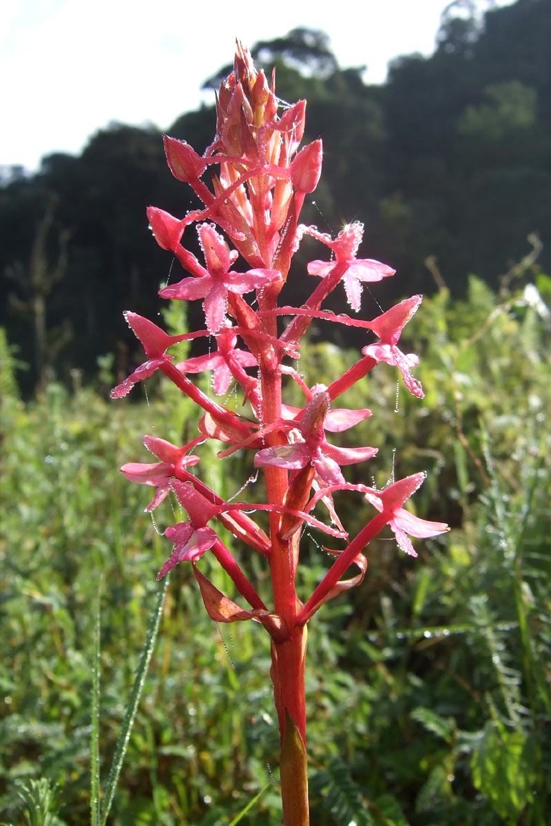 Disa emini