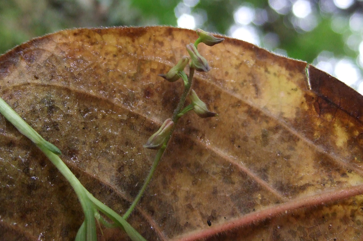Polystachya sp.