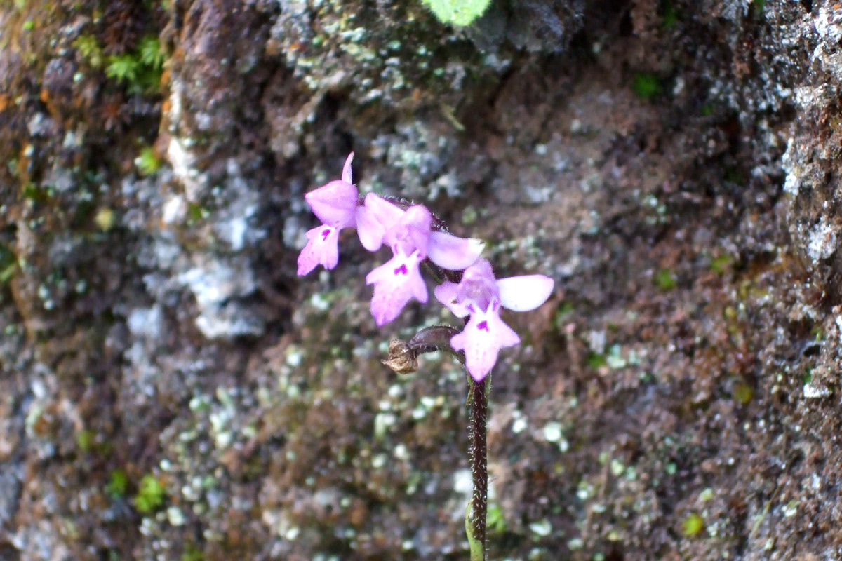 Kassners Cynorkis (Cynorkis kassneriana)