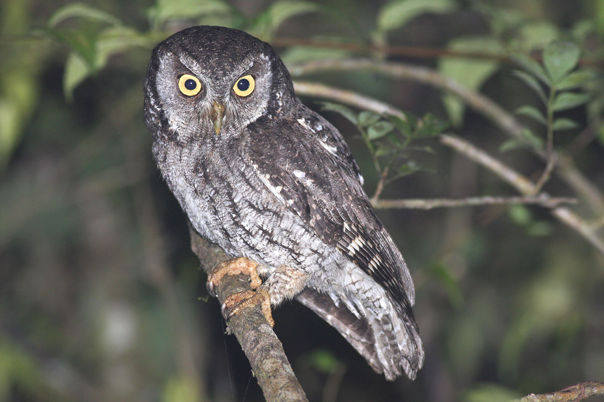 Tropical Screech-owl (Megascops choliba)
