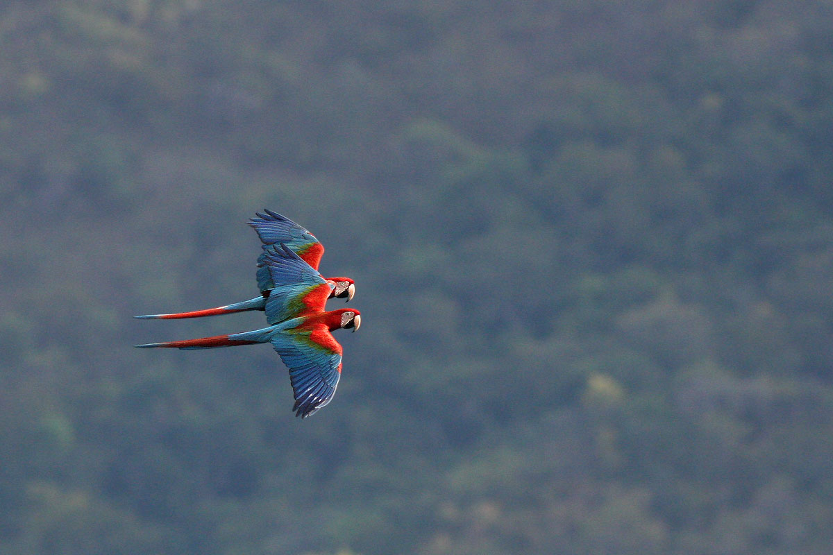 Red-and-green Macaw (Ara chloropterus)