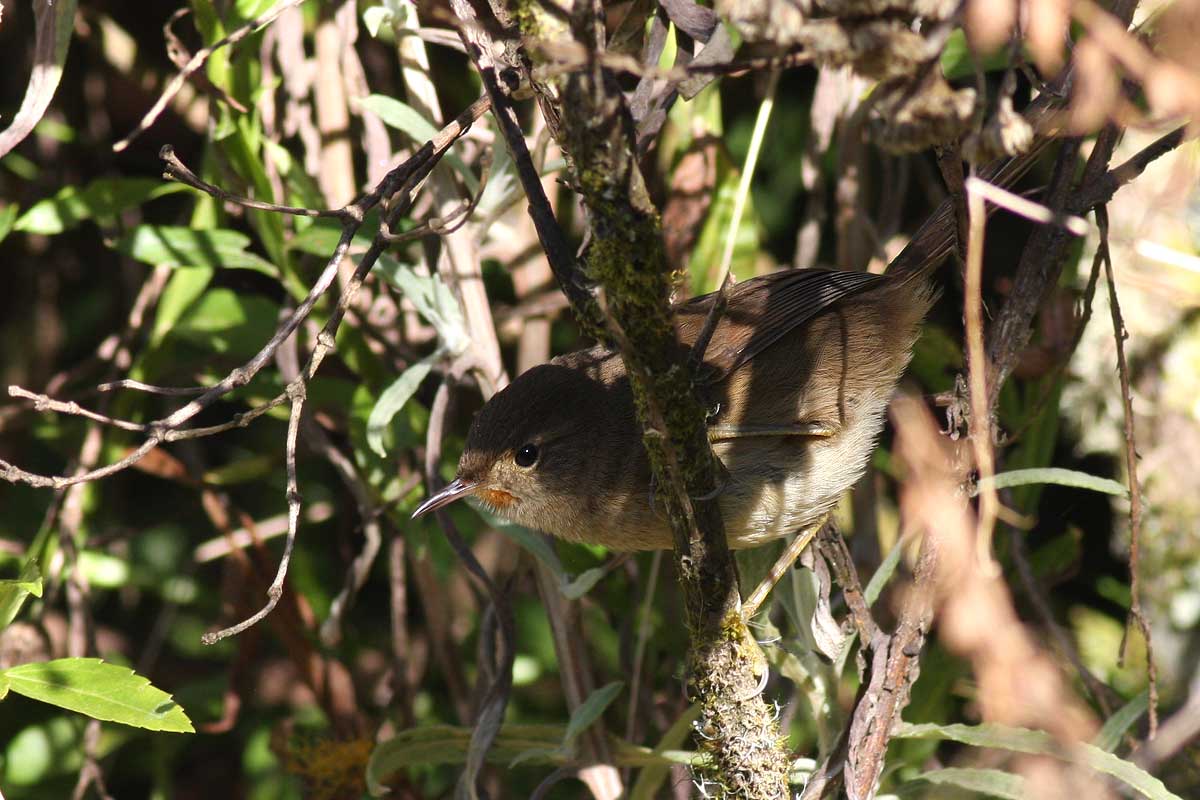 Itatiaia Thistletail (Asthenes moreirae)