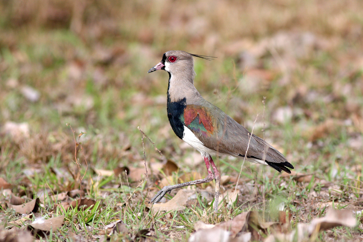 Southern Lapwing (Vanellus chilensis)
