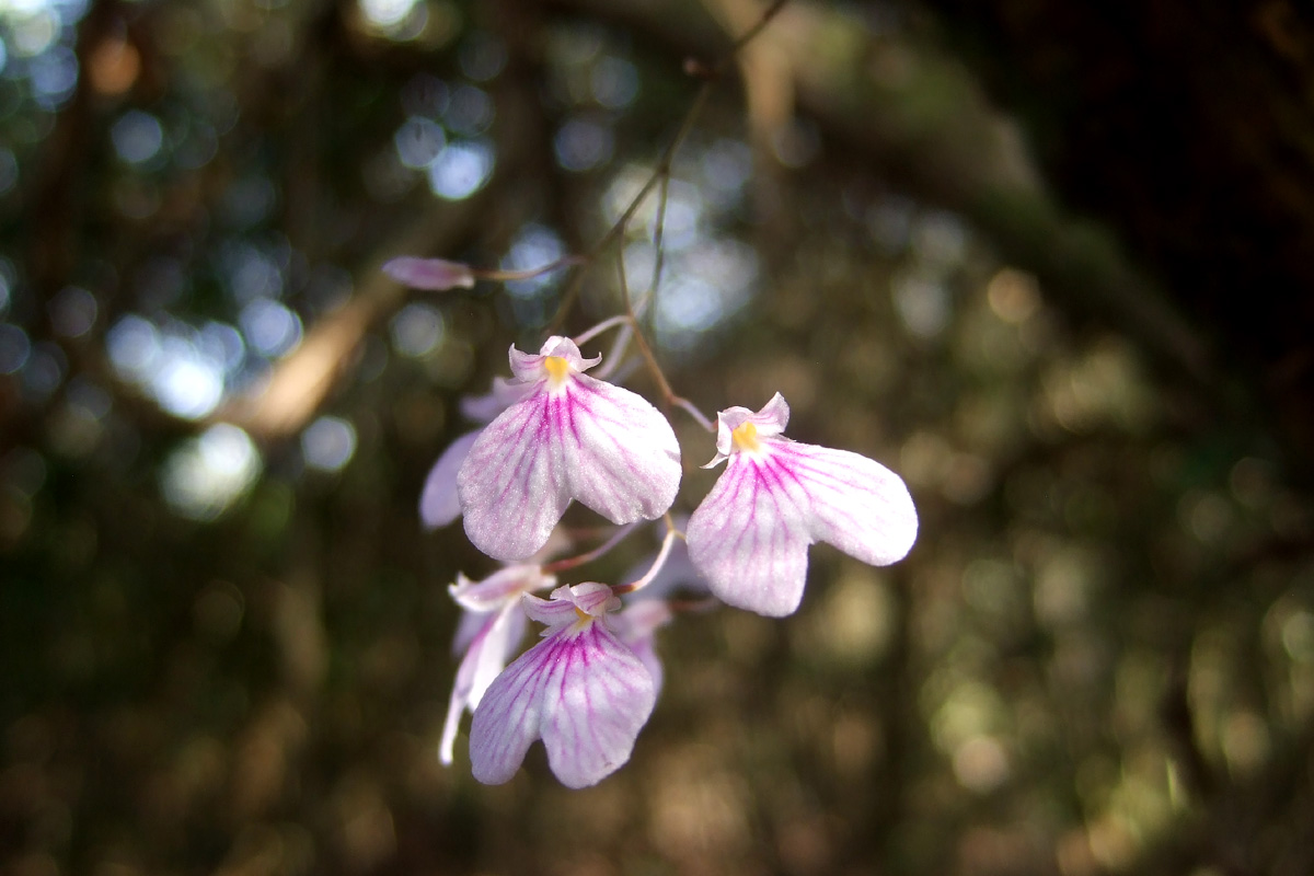 Delicate Violet Ionopsis (Ionopsis utricularioides)