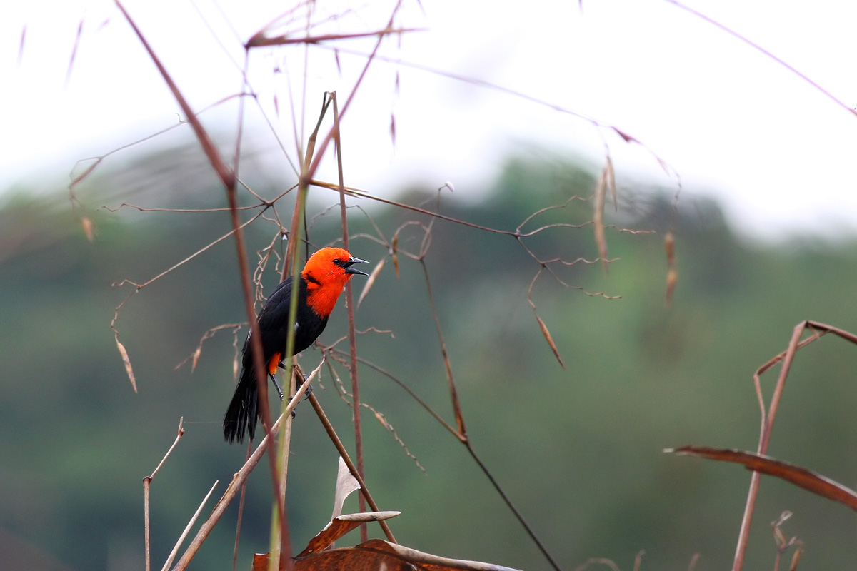 Scarlet-headed Blackbird (Amblyramphus holosericeus)