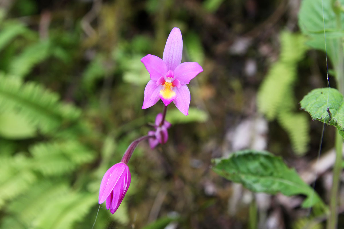 Pleated Leaf Spathoglottis (Spathoglottis plicata)