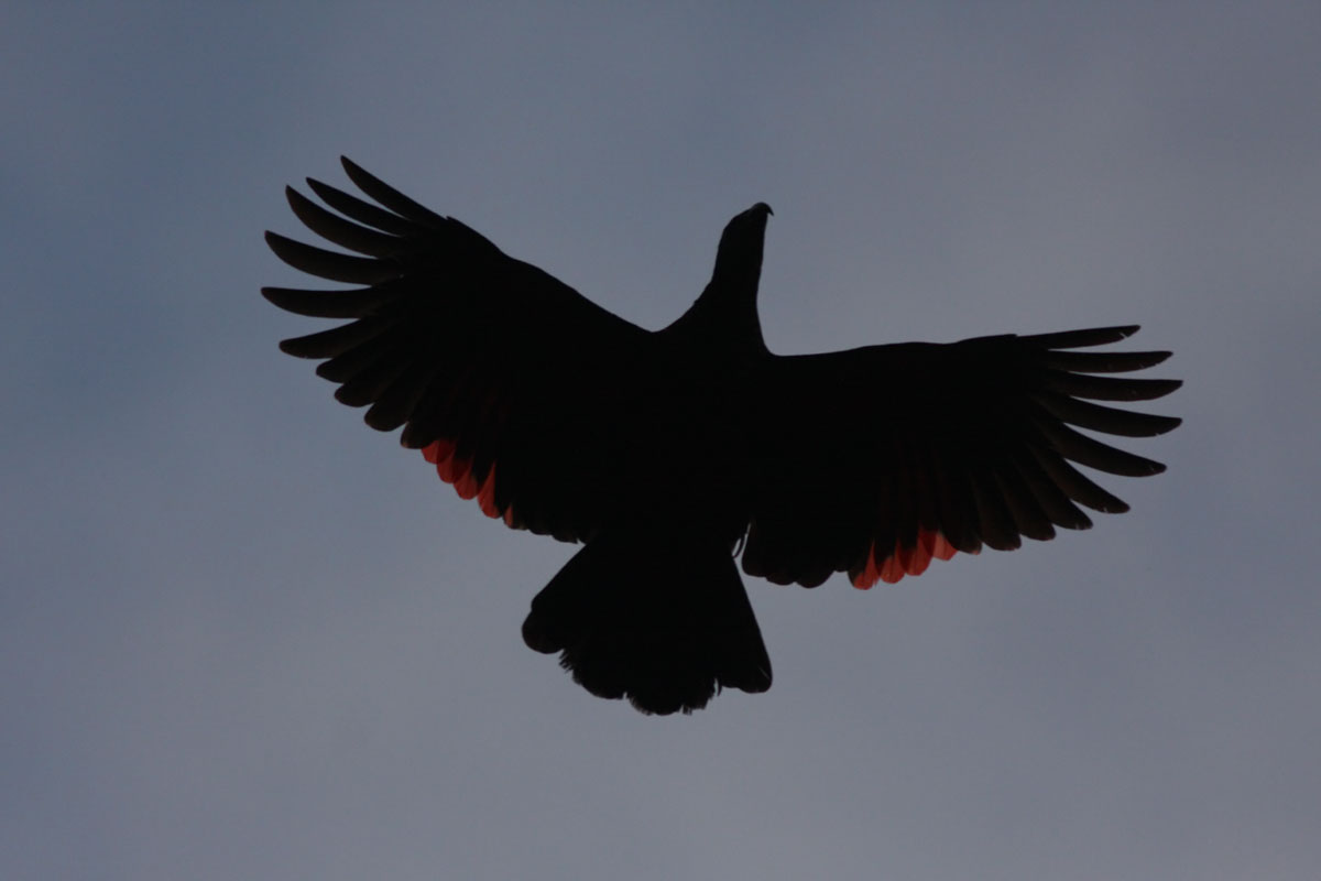 Pesquets Parrot (Psittrichas fulgidus)
