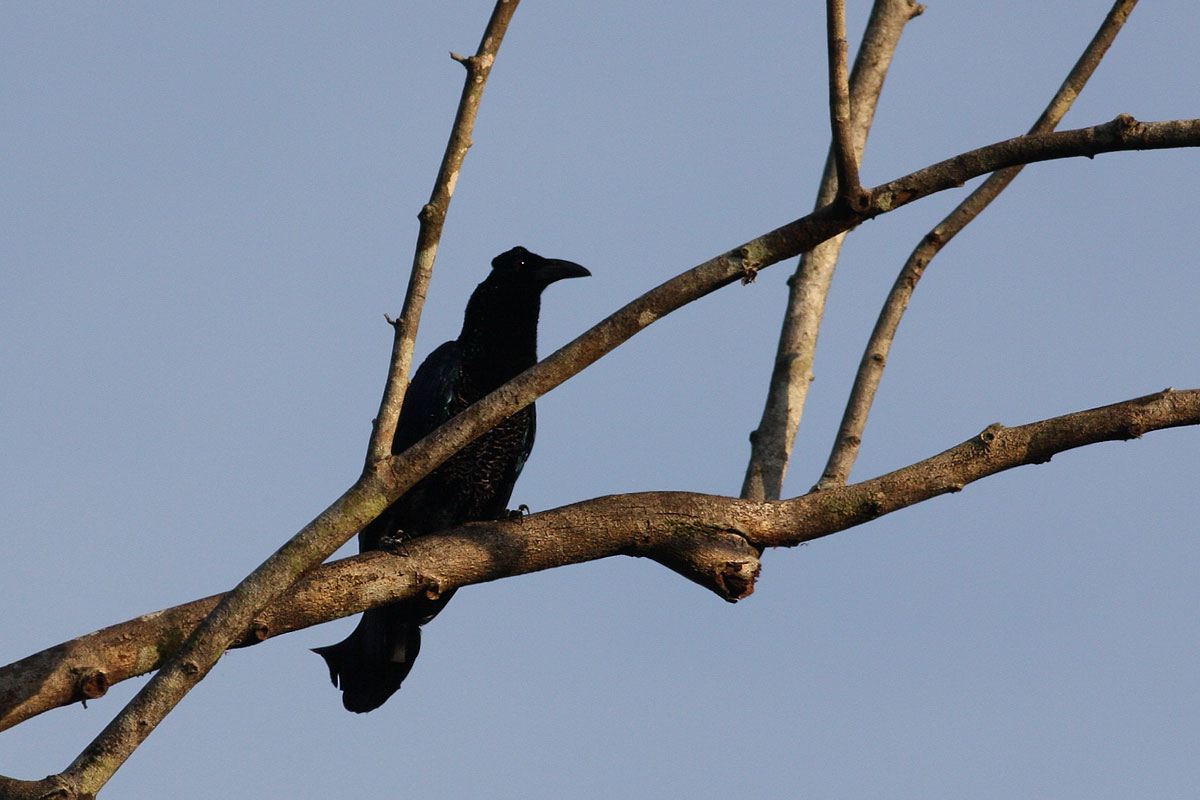 Curl-crested Manucode (Manucodia comrii)