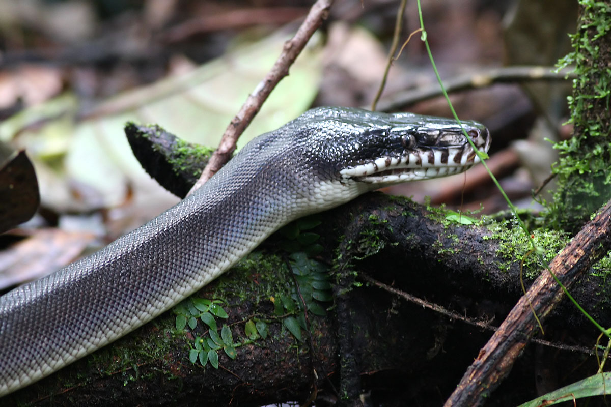 White-lipped Python (Leiopython albertisii)