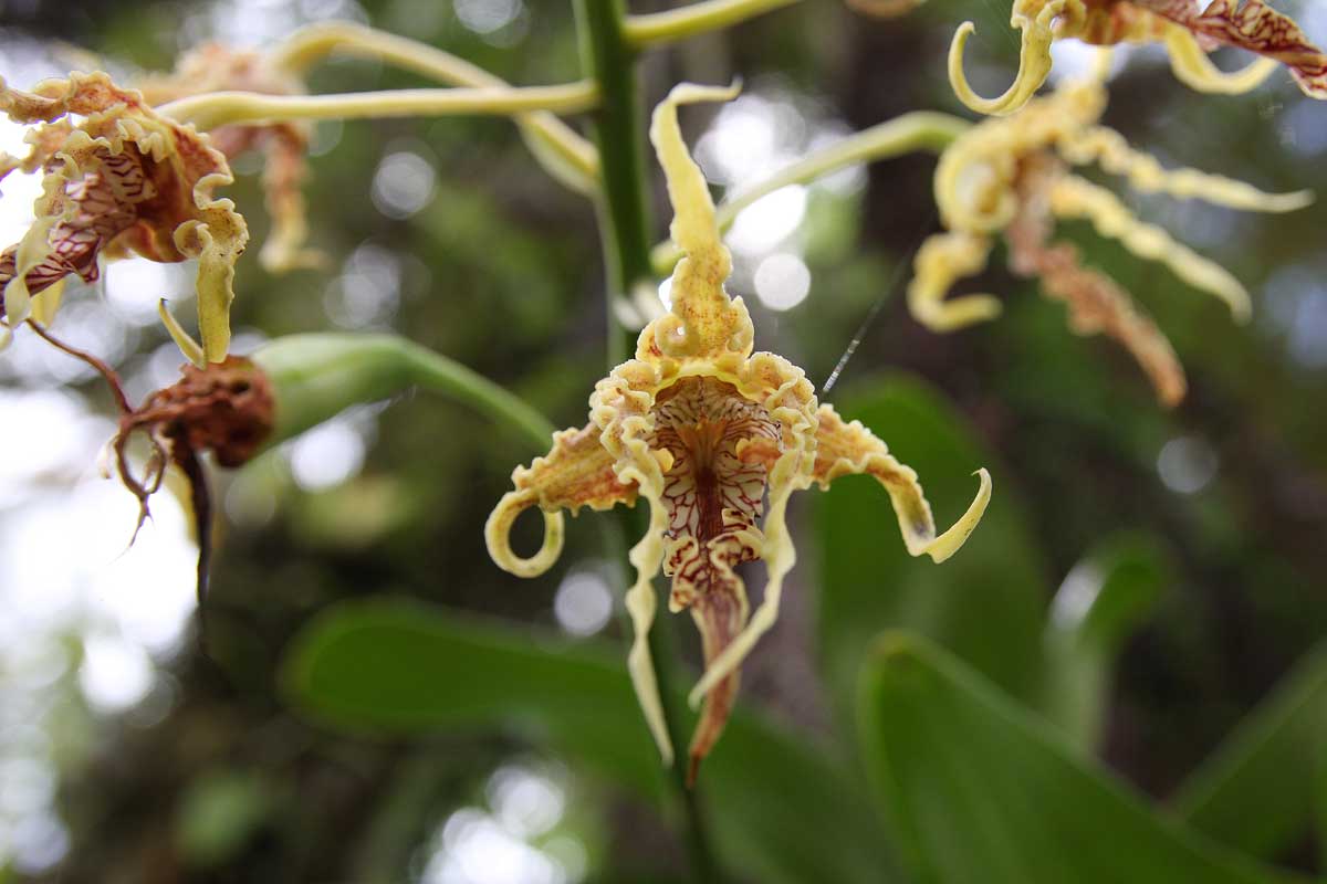Grand Dendrobium (Dendrobium spectabile)