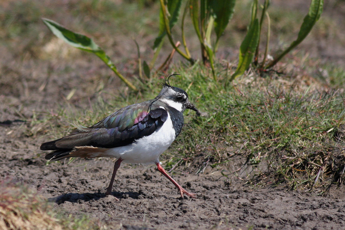 Northern Lapwing (Vanellus vanellus)