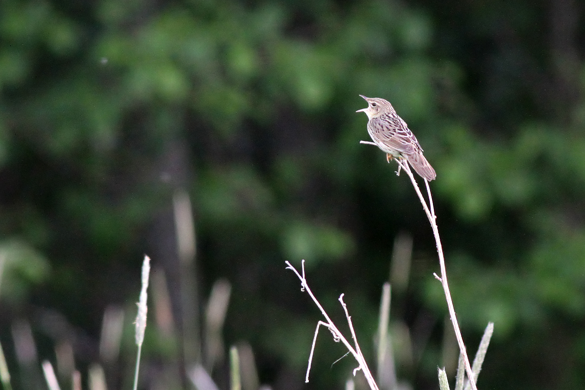 Lanceolated Warbler (Locustella lanceolata)