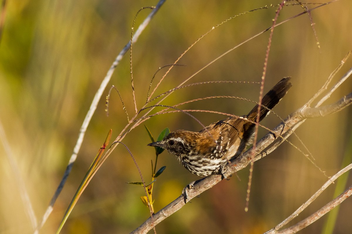 Sincor Antwren (Formicivora grantsaui)