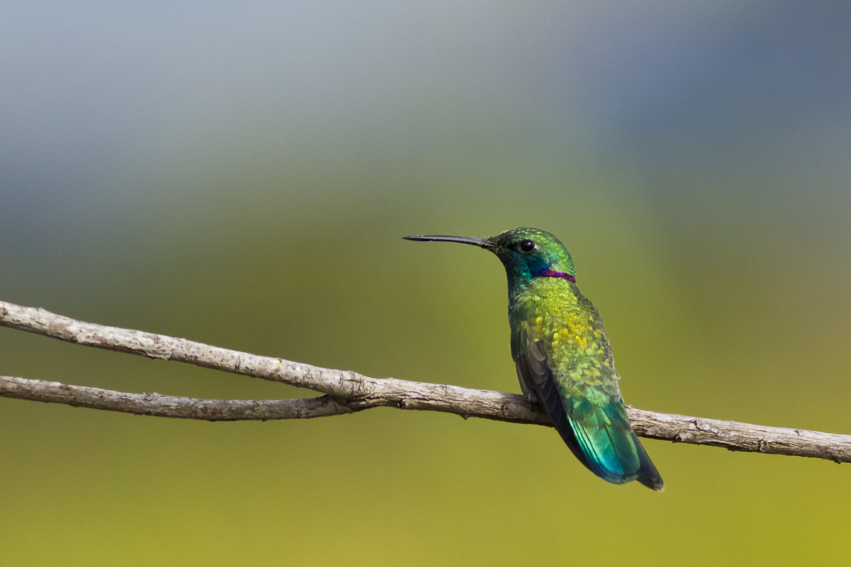 White-vented Violetear (Colibri serrirostris)