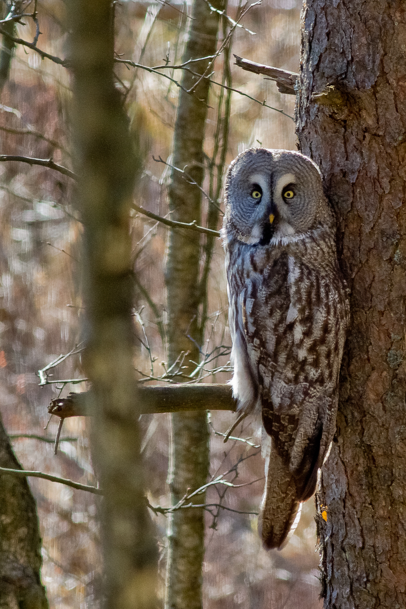 Great Grey Owl (Strix nebulosa)