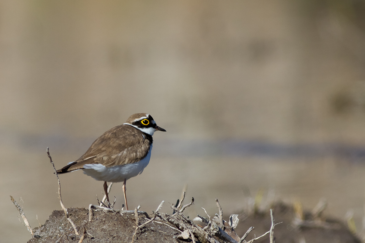 Little Ringed Plover (Charadrius dubius)
