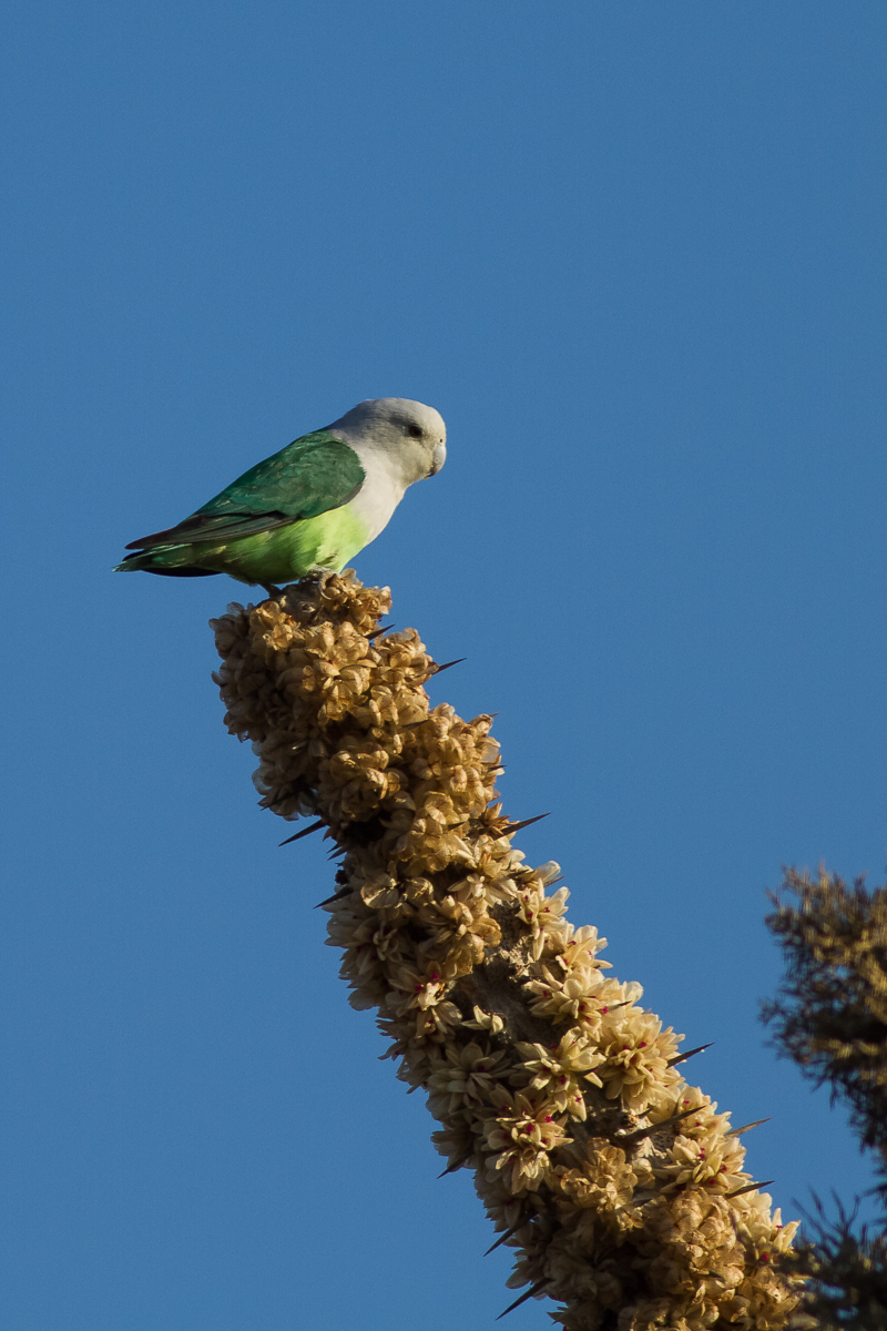 Grey-headed Lovebird (Agapornis canus ablectaneus)