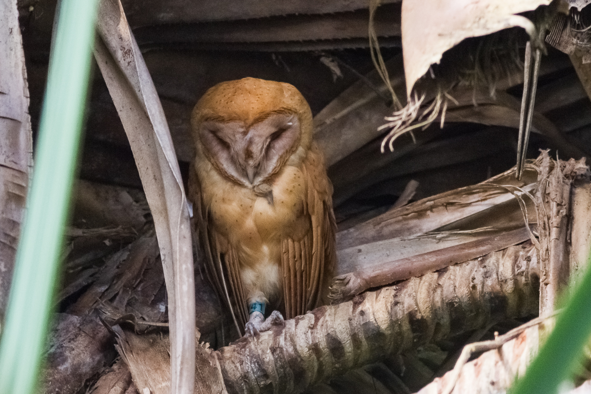 Madagascar Red Owl (Tyto soumagnei)