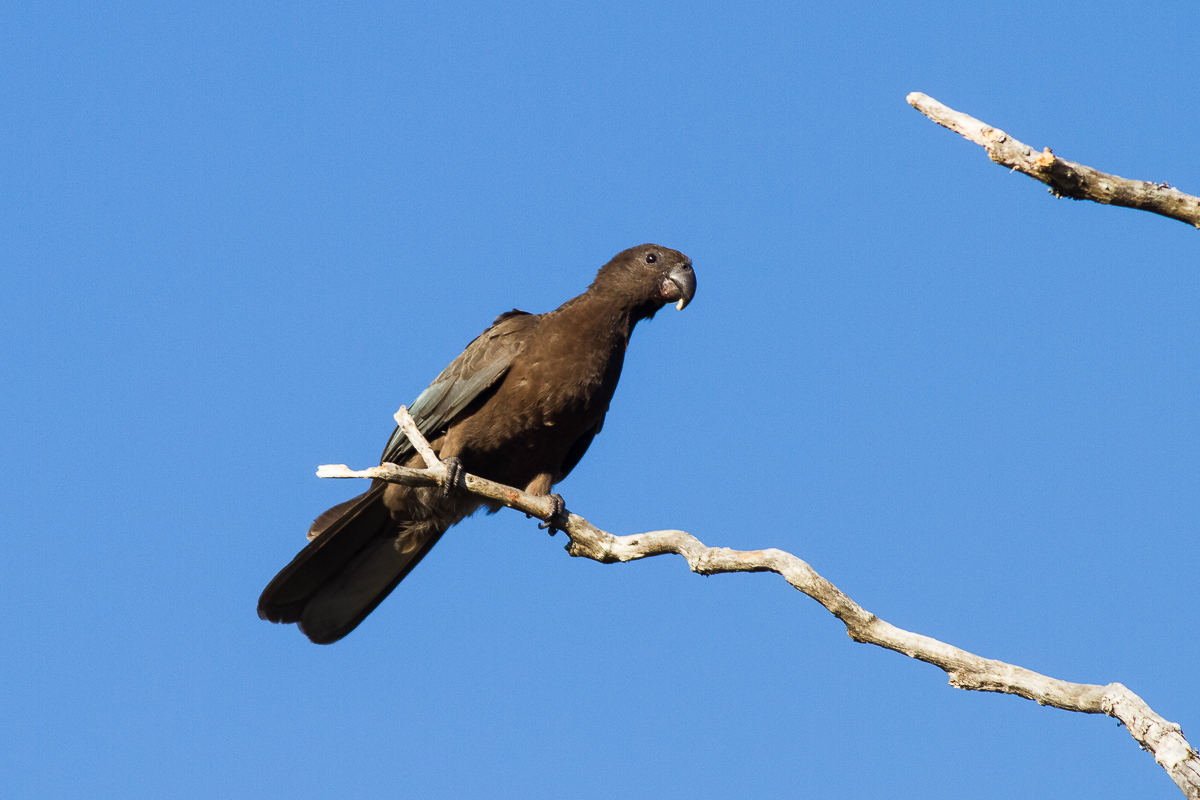 Greater Vasa Parrot (Coracopsis vasa comorensis)