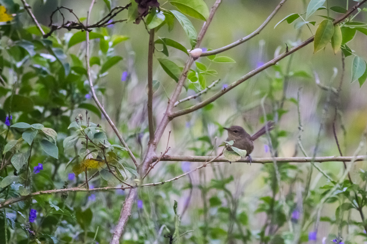 Anjouan Brush Warbler (Nesillas longicaudata)