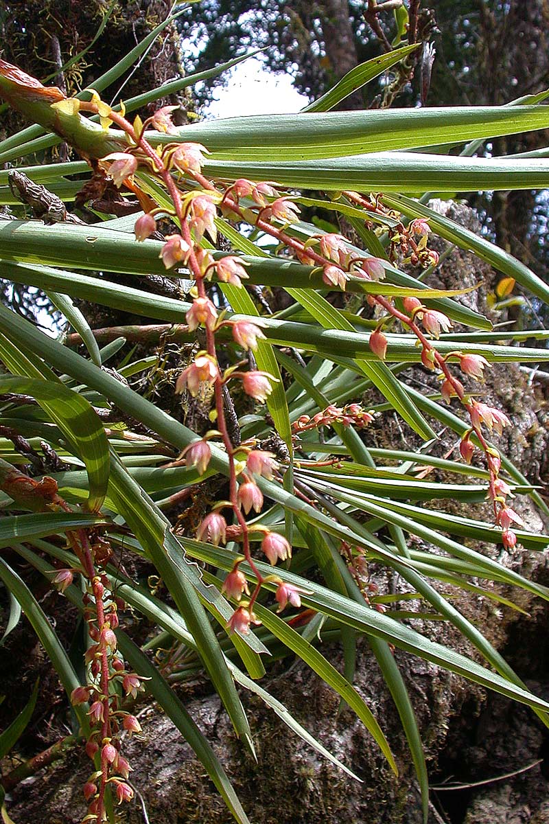 Eria sp.?