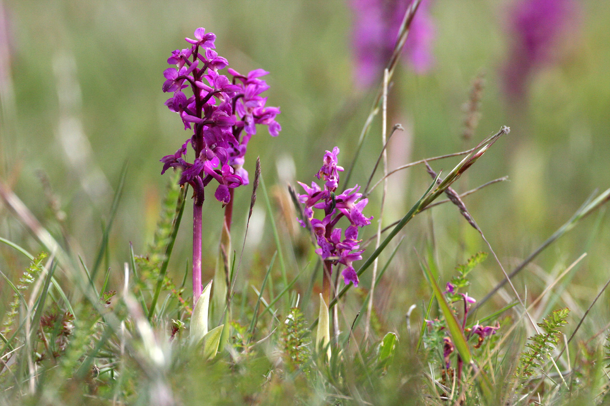 Male Orchid (Orchis mascula) ?