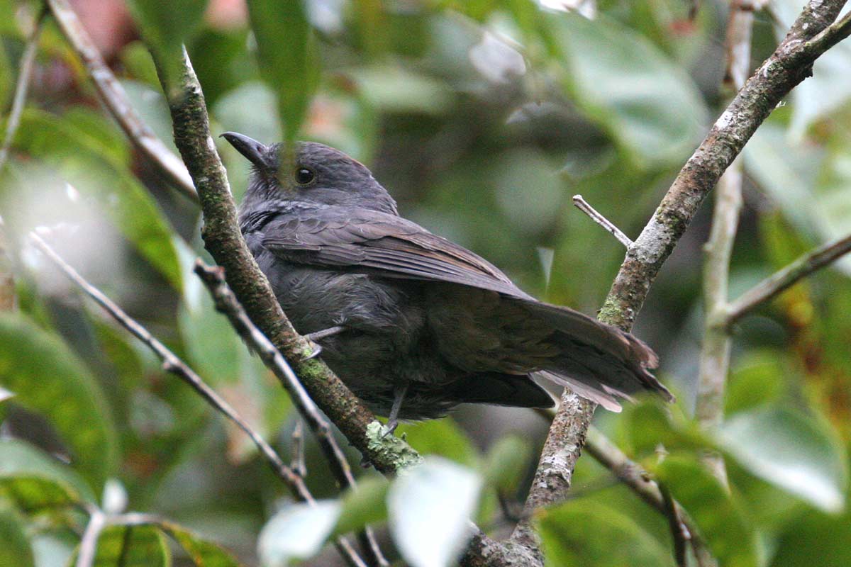 Chestnut-capped Piha (Lipaugus weberi)