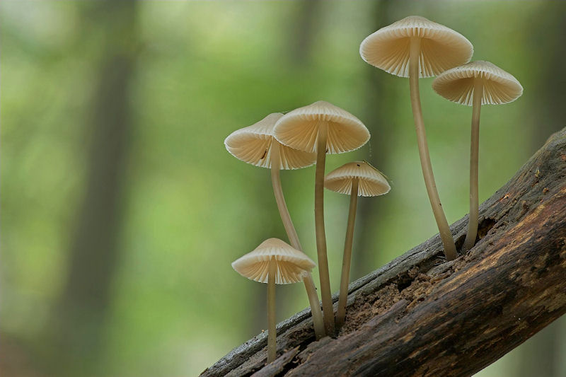 Mycena arcangeliana - Bundelmycena - Angels Bonnet