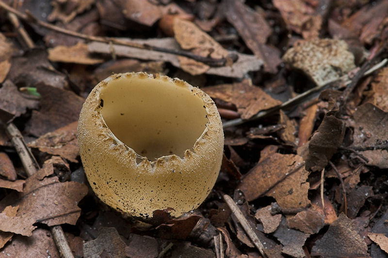 Tarzetta catinus - Gekarteld leemkelkje - Greater Toothed Cup