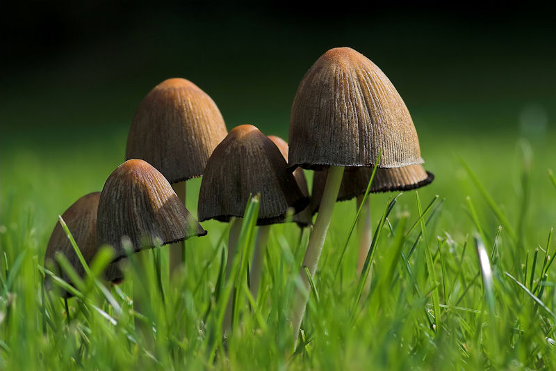Coprinellus micaceus - Gewone Glimmerinktzwam - Glistening Inkcap