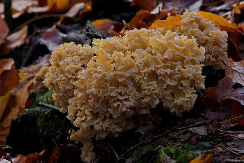 Sparassis crispa - Grote Sponszwam - Cauliflower Mushroom