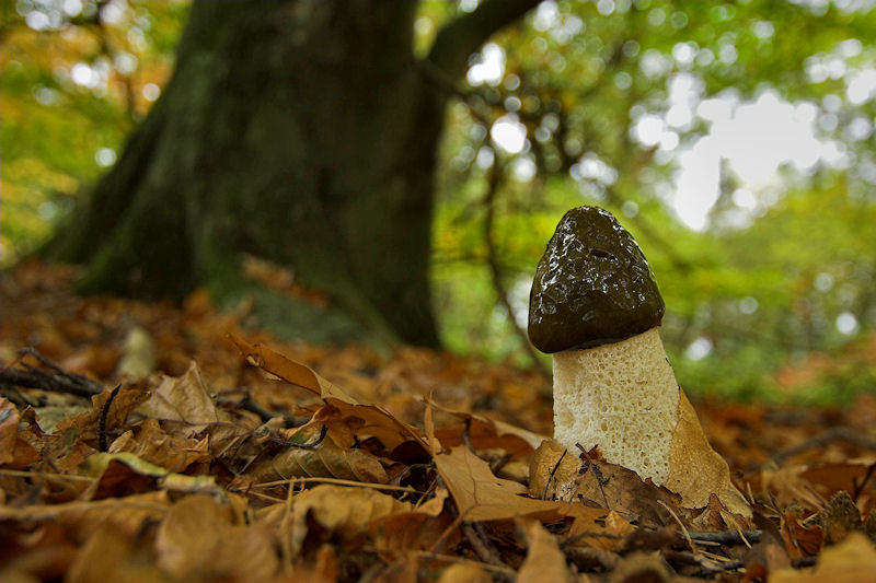 Phallus impudicus - Grote Stinkzwam - Common Stinkhorn