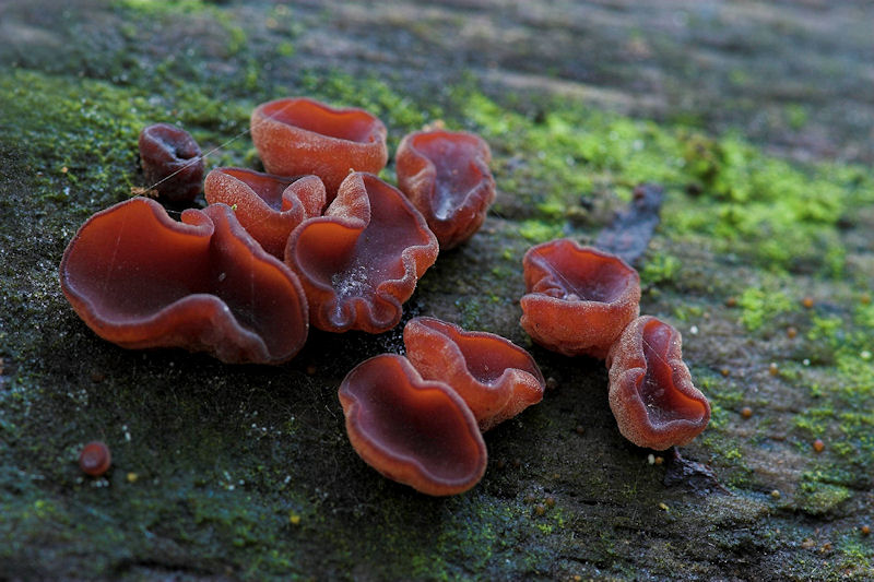 Ascocoryne sarcoides - Paarse Knoopzwam - Purple Jellydisc