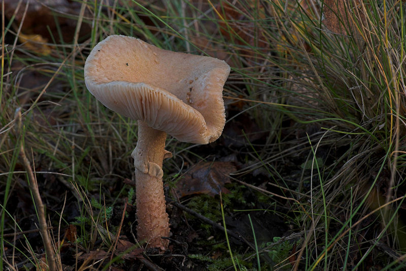 Cystoderma carcharias - Vleeskleurige Korrelhoed - Pearly Powdercap