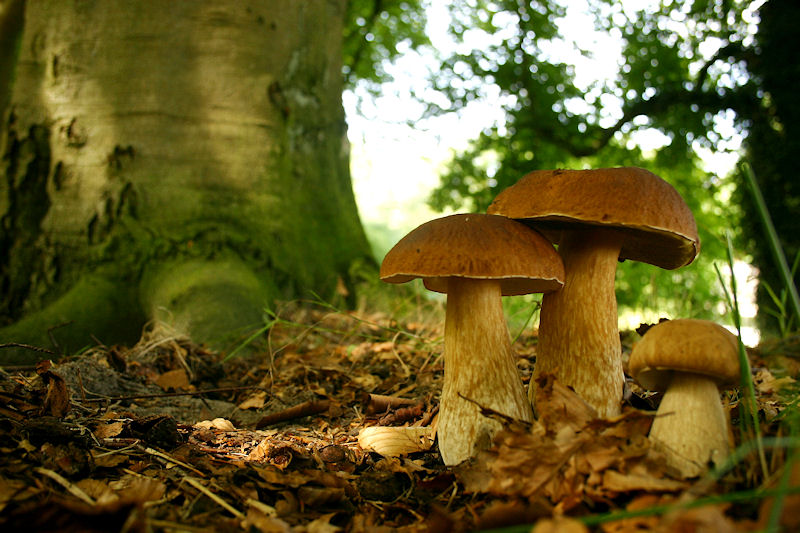 Boletus edulis - Gewoon Eekhoorntjesbrood - Penny Bun