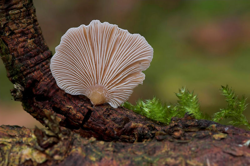 Crepidotus mollis - Week Oorzwammetje - Peeling Oysterling