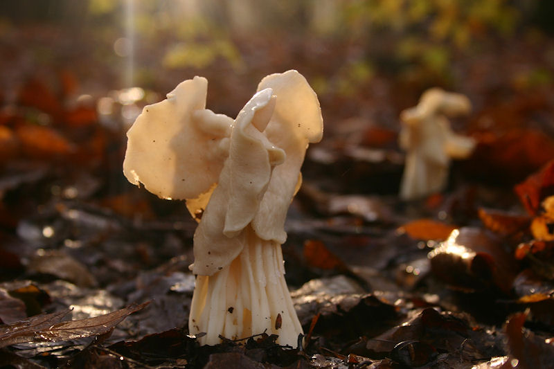 Helvella crispa - Witte Kluifzwam - White Saddle