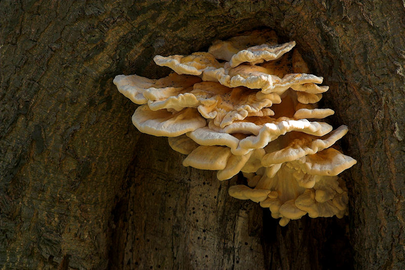 Laetiporus sulphureus - Zwavelzwam - Chicken of the Woods