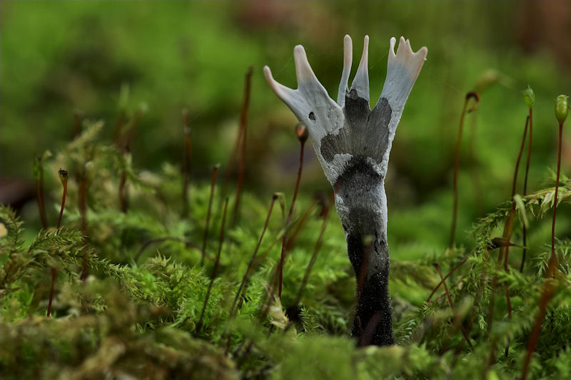 Xylaria hypoxylon - Geweizwam - Candlestick Fungus