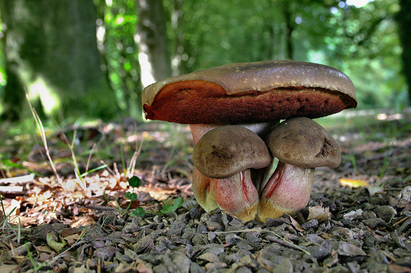 Boletus erythropus - Gewone Heksenboleet - Scarletina Bolete