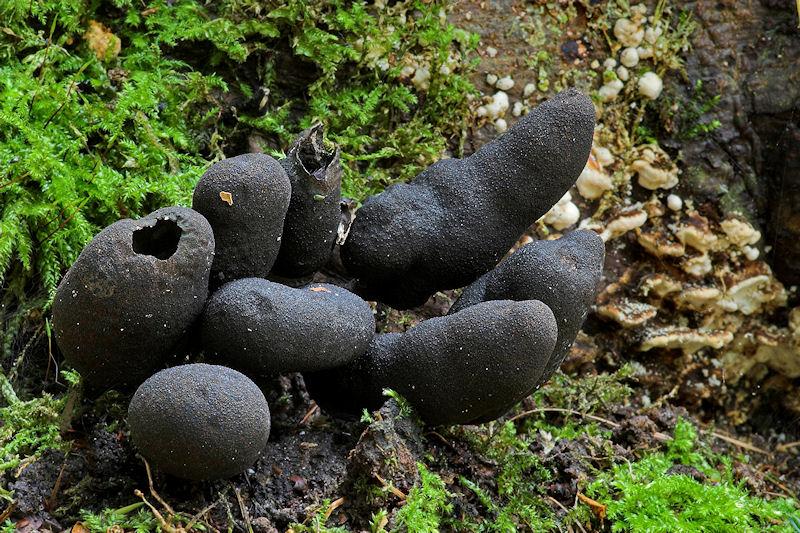 Xylaria polymorpha - Houtknotszwam - Dead Mans Fingers