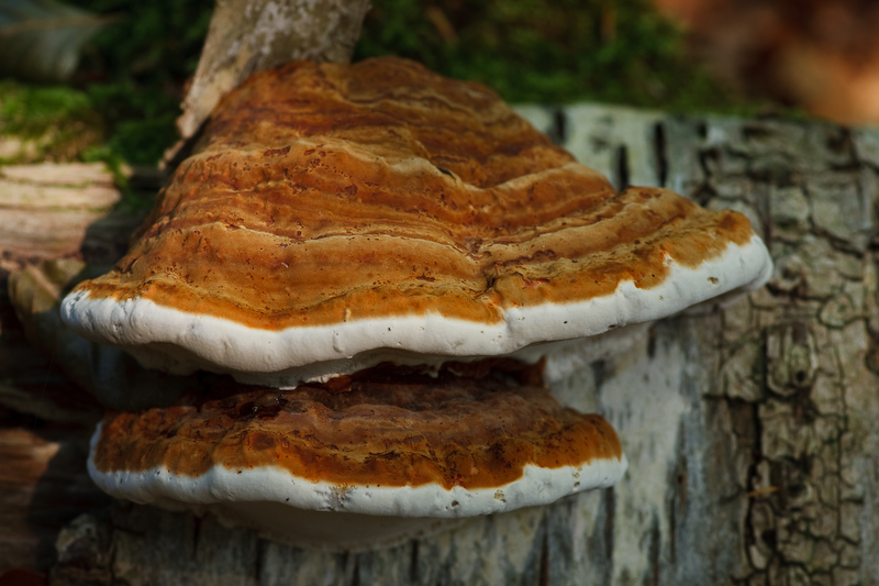 Fomes fomentarius - Echte Tonderzwam - Tinder Bracket