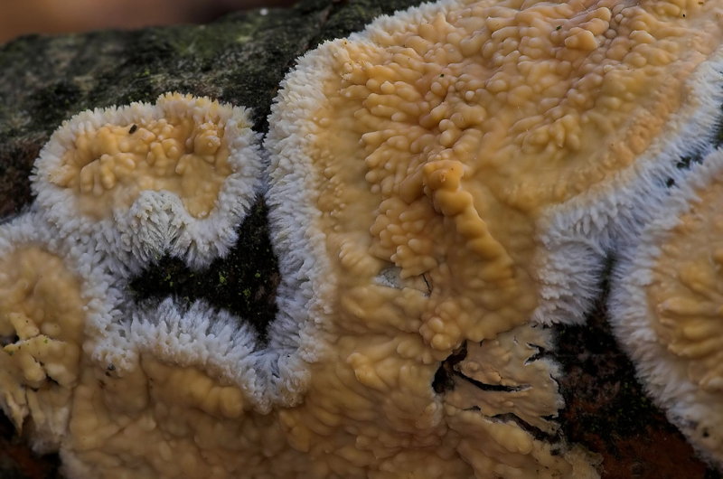 Cerocorticium molare - Getande Boomkorst