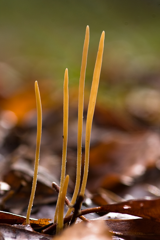 Clavariadelphus junceus - Draadknotszwam - Fairy Clubs