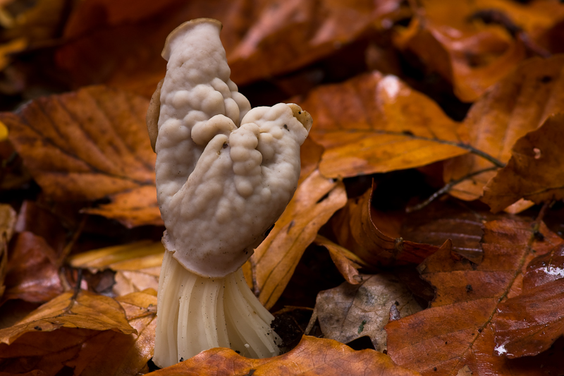 Helvella crispa - Witte Kluifzwam - White Saddle