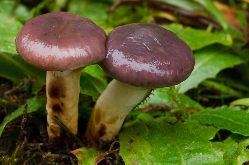 Gomphidius glutinosus - Slijmige Spijkerzwam - Slimy Spike