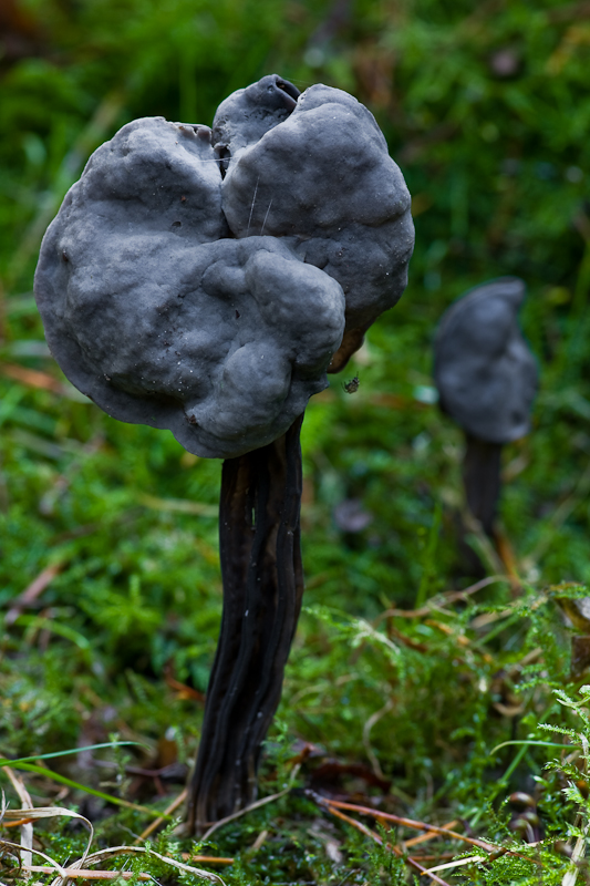 Helvella lacunosa - Zwarte Kluifzwam - Elfin Saddle