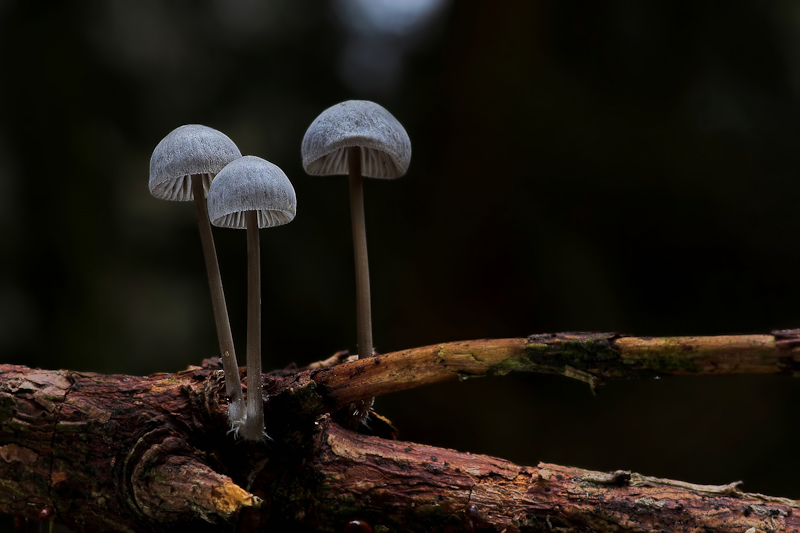 Mycena vitilis - Papilmycena - Snapping Bonnet