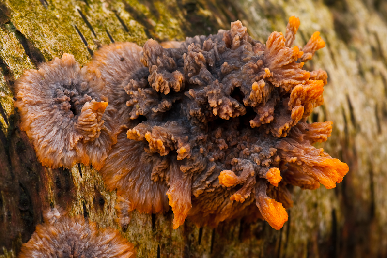 Phlebia radiata - Oranje Aderzwam - Wrinkled Crust